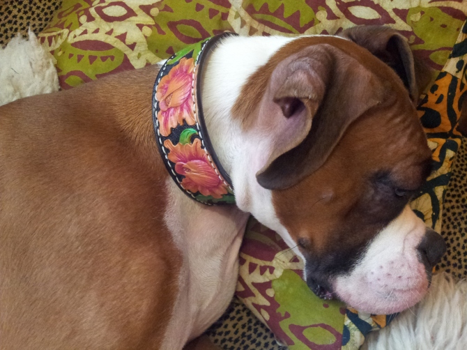 Boxer dog with new tooled leather dog collar with floral design from Across Leather New Castle DE